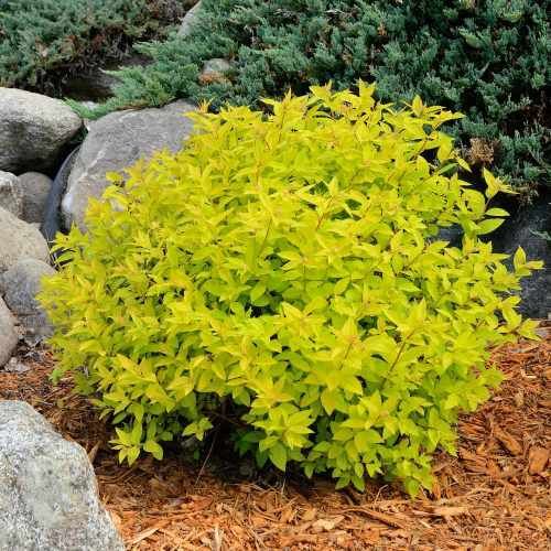 Tawuła japońska &#39;Goldmound&#39; Spiraea japonica