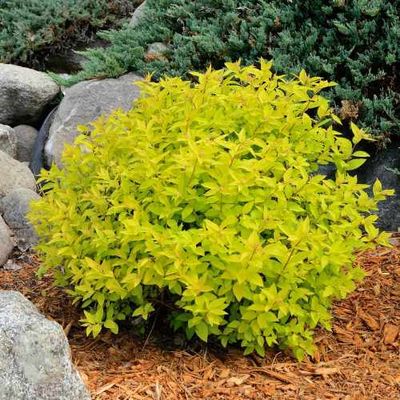 Tawuła japońska &#39;Goldmound&#39; Spiraea japonica