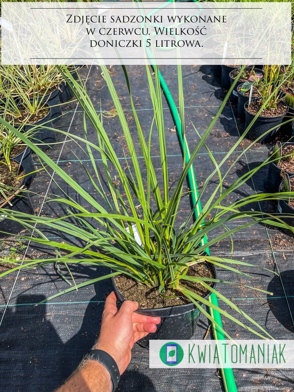 Trawa pampasowa &#39;Evita&#39; Cortaderia selloana