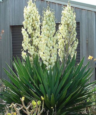 Juka Karolińska Yucca filamentosa