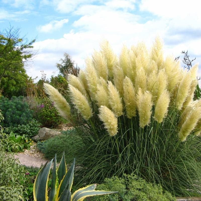 Trawa pampasowa &#39;Silver Goblin&#39; Cortaderia selloana