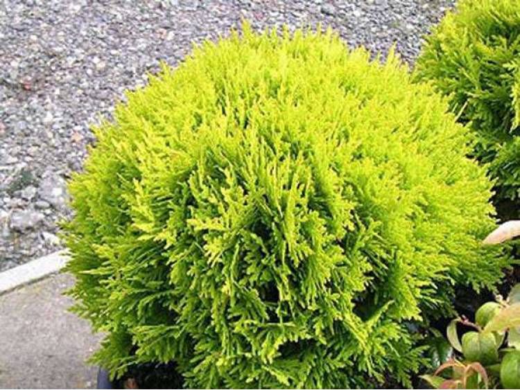 Tuja Żywotnik zachodni &#39;Danica Aurea&#39; Thuja occidentalis