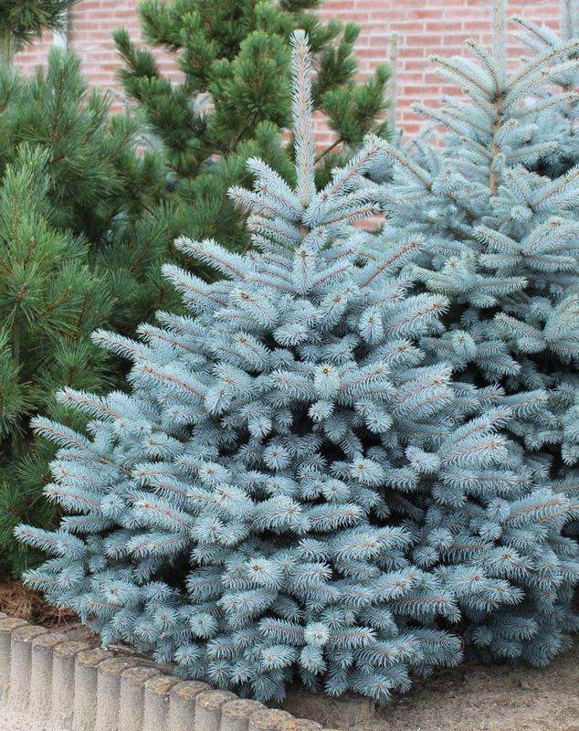 Świerk srebrny &#39;Super Blue&#39; Picea pungens