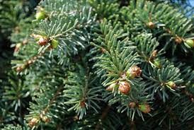 Jodła kaukaska Abies nordmanniana