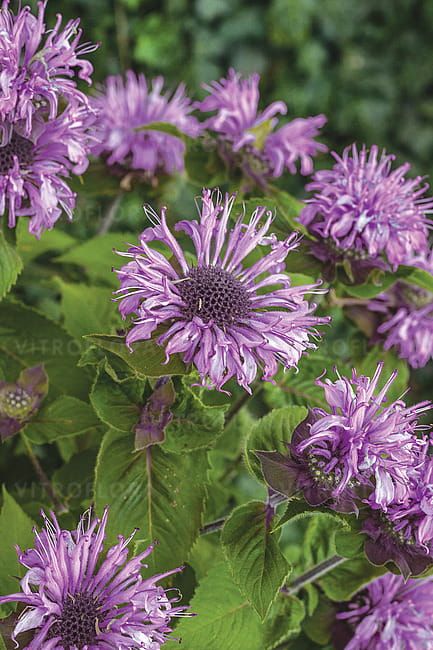 Pysznogłówka &#39;Bee Pretty&#39; Monarda hybrida