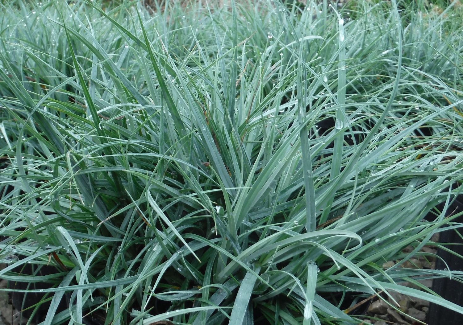 Turzyca &#39;Blue Zinger&#39; Carex