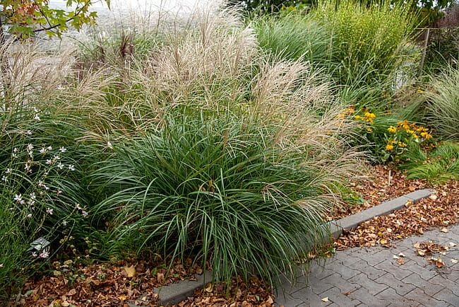 Miskant chiński &#39;Adaigo&#39; Miscanthus sinensis