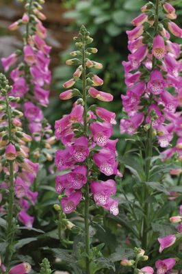 Naparstnica &#39;Panther Pink&#39; Digitalis hybrida