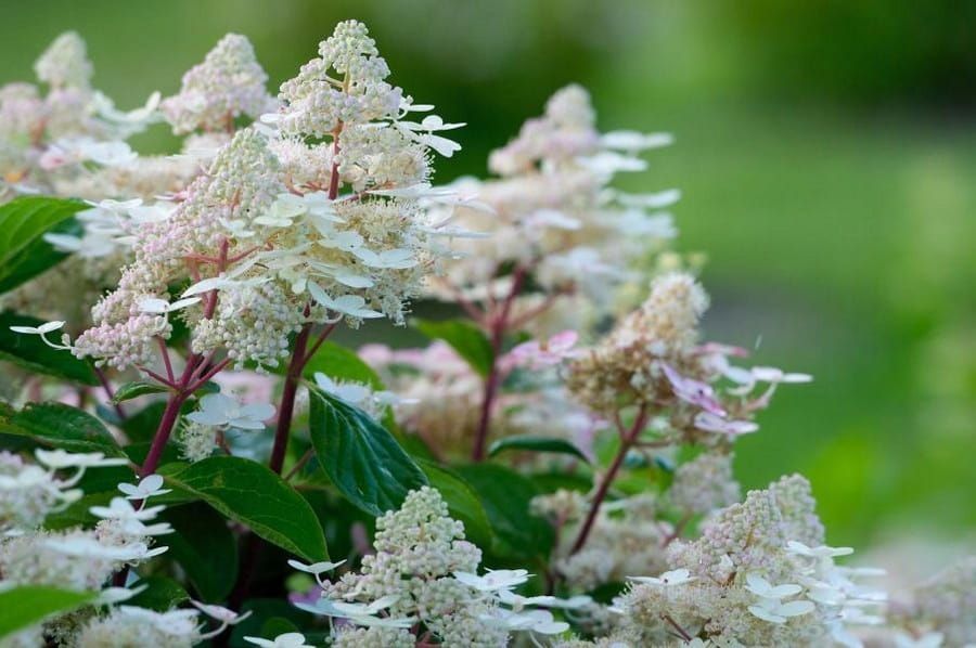 Hortensja bukietowa &#39;Early Harry&#39; Hydrangea paniculata