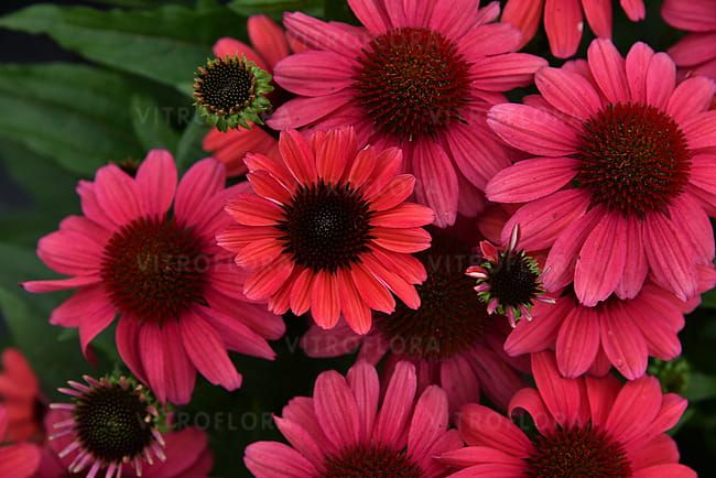Jeżówka &#39;SunMagic Vintage Red&#39; Echinacea