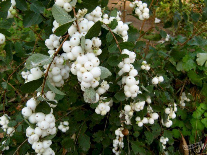 Śnieguliczka 'White Hedge' Symphoricarpos albus