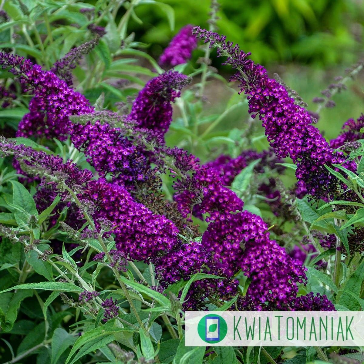 Budleja Davida &#39;Magenta Munchkin&#39; Buddleja davidii