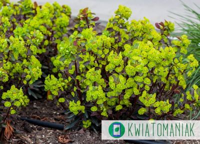 Wilczomlecz &#39;Purpurea&#39; Euphorbia amygdaloides