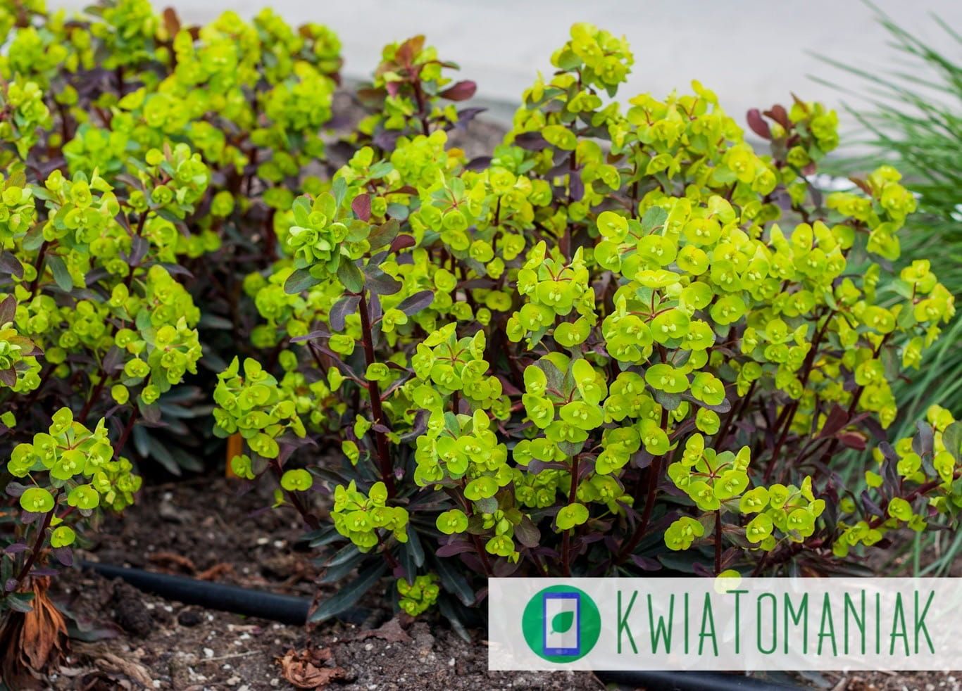 Wilczomlecz &#39;Purpurea&#39; Euphorbia amygdaloides