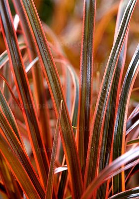 Uncinia czerwona &#39;Everflame&#39; Uncinia rubra