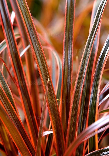 Uncinia czerwona &#39;Everflame&#39; Uncinia rubra