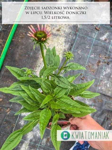 Jeżówka &#39;Pearl™ Deep Red&#39; Echinacea hybrida