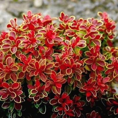 Berberys thunberga &#39;Admiration&#39; Berberis