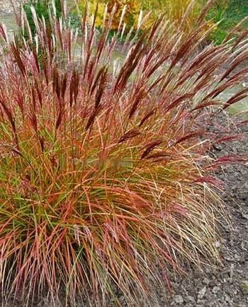 Miskant chiński &#39;Red Chief&#39; Miscanthus sinensis