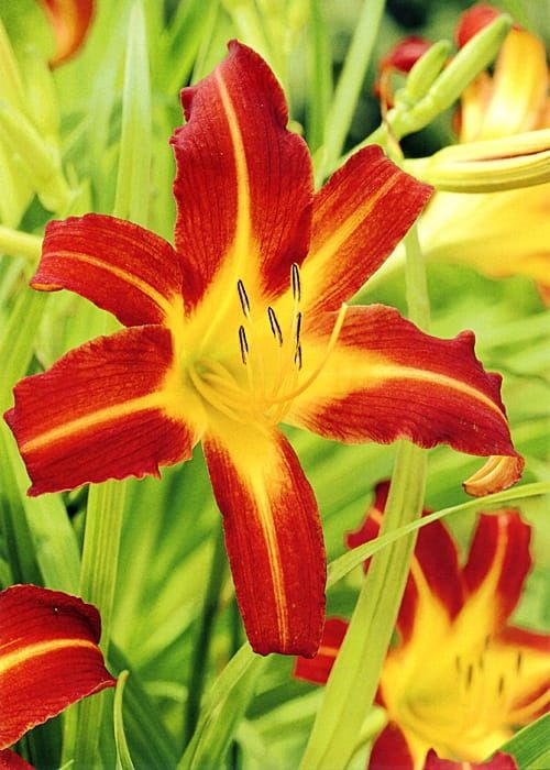 Liliowiec &#39;Autumn Red&#39; Hemerocallis