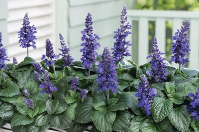 Szałwia Mistyczna Oceanic blue Salvia
