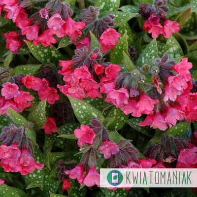 Miodunka &#39;Shrimps on the Barbie&#39; Pulmonaria hybrida