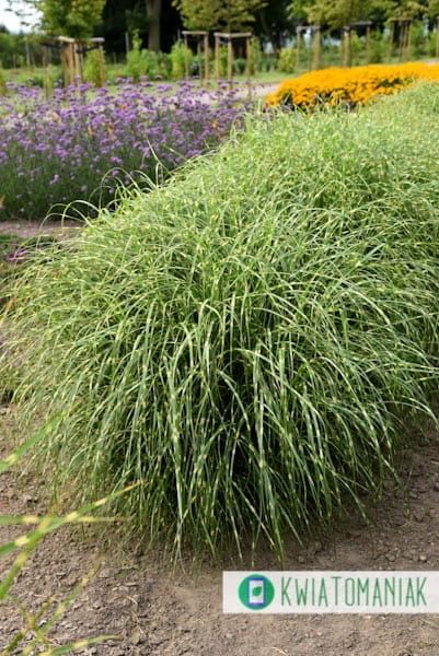 Miskant chiński &#39;Little Zebra&#39; Miscanthus sinensis