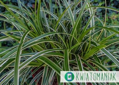 Turzyca &#39;Ice Dance&#39; Carex morrowii