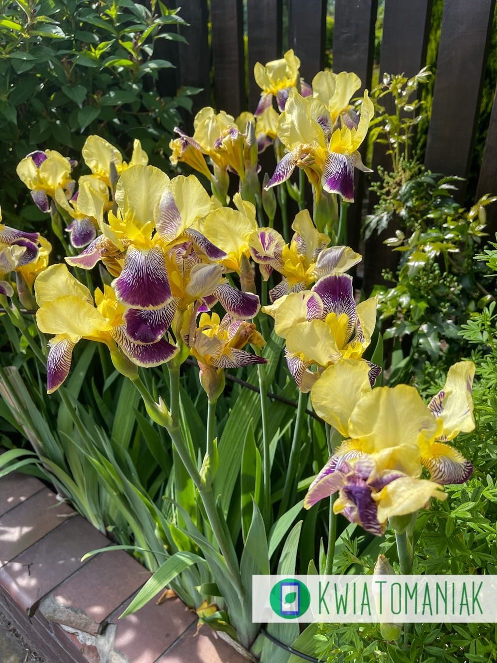 Kosaciec fioletowo- kremowy Iris germanica