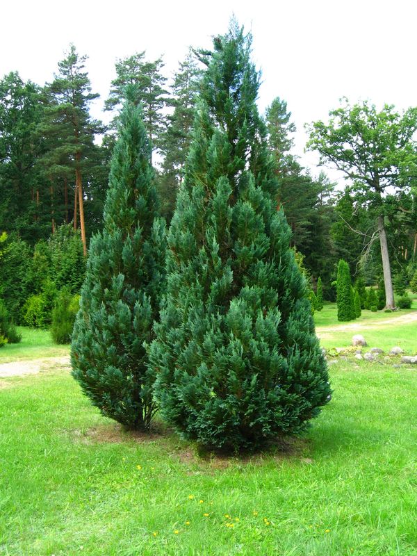 Cyprysik Lawsona &#39;Columnaris&#39; Chamaecyparis lawsoniana