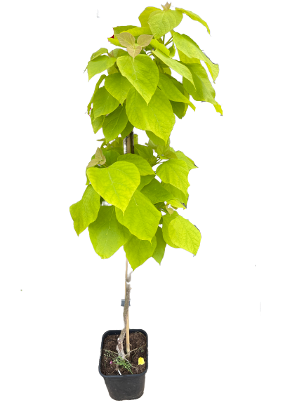 Katalpa &#39;Aurea&#39; Catalpa bignonioides