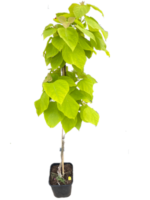 Katalpa &#39;Aurea&#39; Catalpa bignonioides