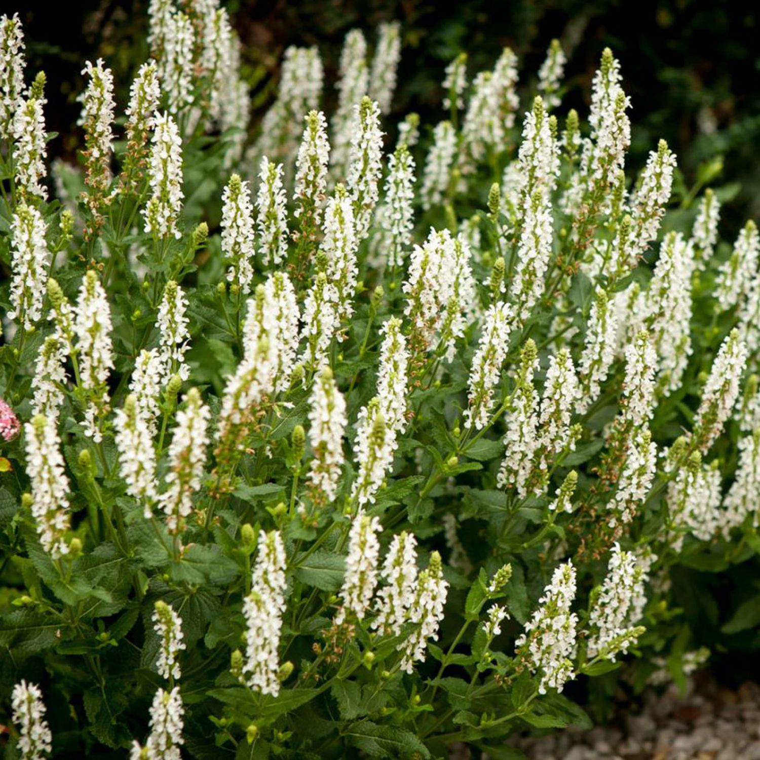 Szałwia omszona &#39;Salute White&#39; Salvia nemorosa