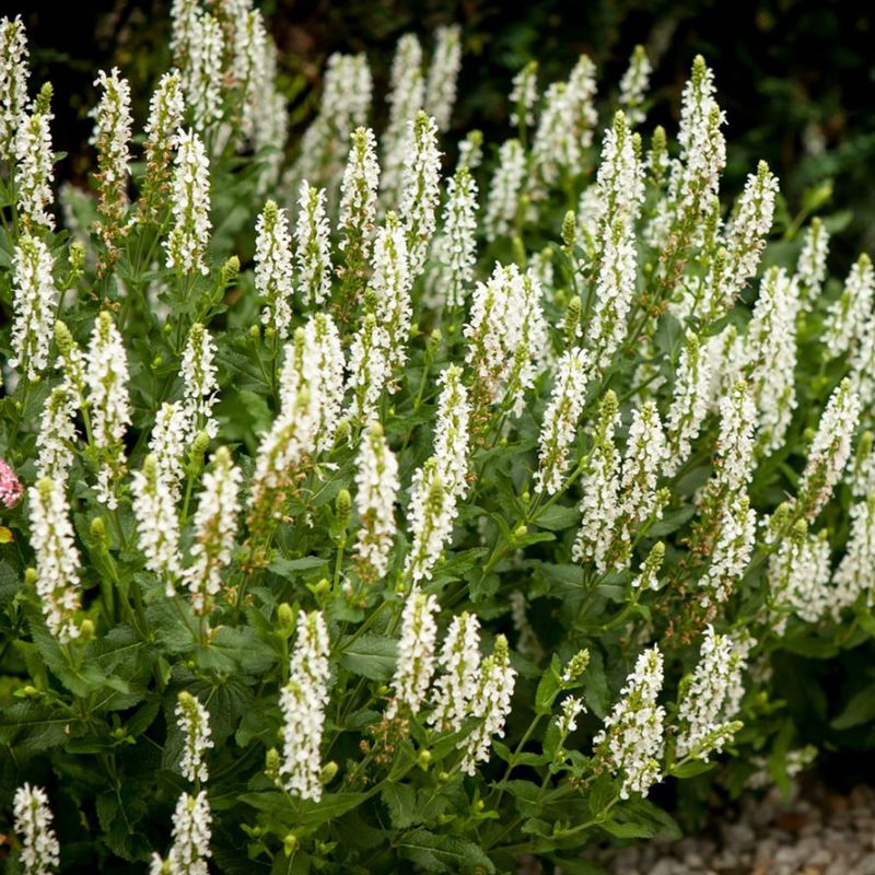 Szałwia omszona &#39;Salute White&#39; Salvia nemorosa