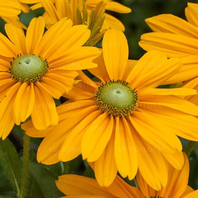 Rudbekia &#39;Sunbeckia® Alicia&#39; Rudbeckia hirta
