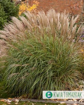Miskant chiński &#39;Yaka Dance&#39; Miscanthus sinensis