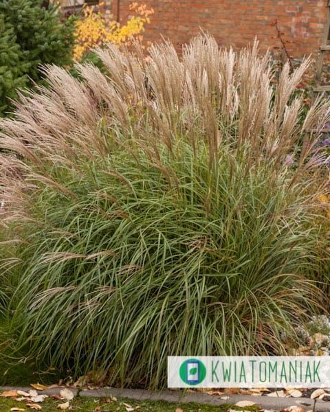 Miskant chiński &#39;Yaka Dance&#39; Miscanthus sinensis