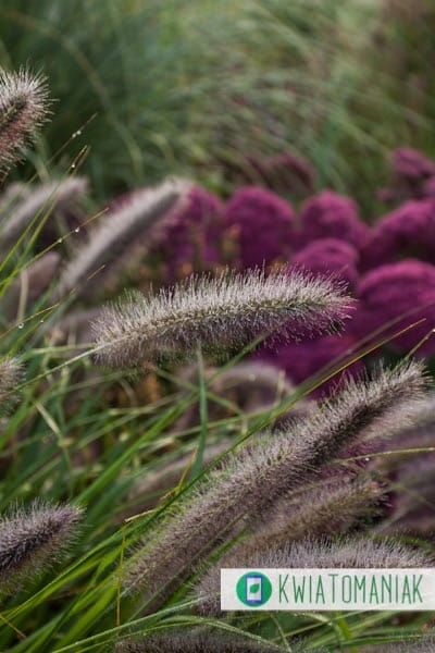 Rozplenica japońska &#39;National Arboretum&#39; Pennisetum alopecuroides