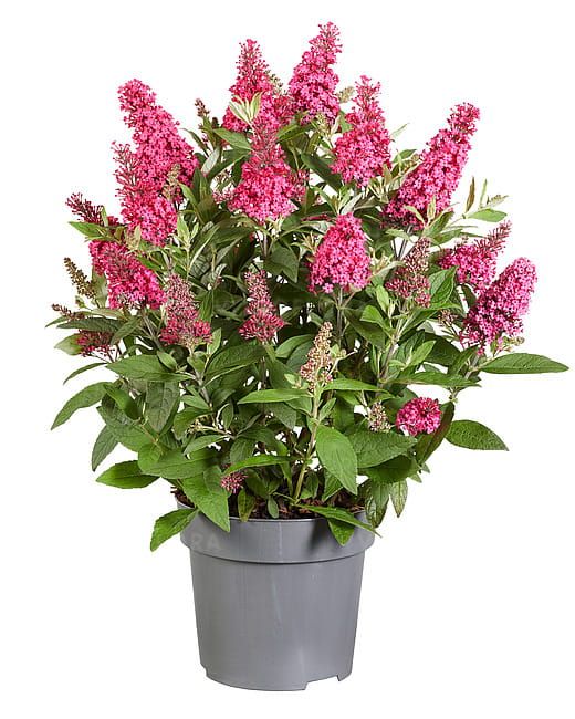 Buddleja &#39;Butterfly Candy Little Ruby&#39; Buddleja davidii