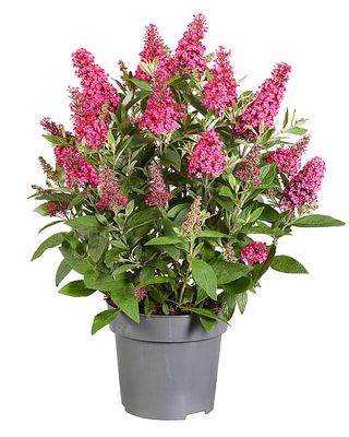 Buddleja &#39;Butterfly Candy Little Ruby&#39; Buddleja davidii
