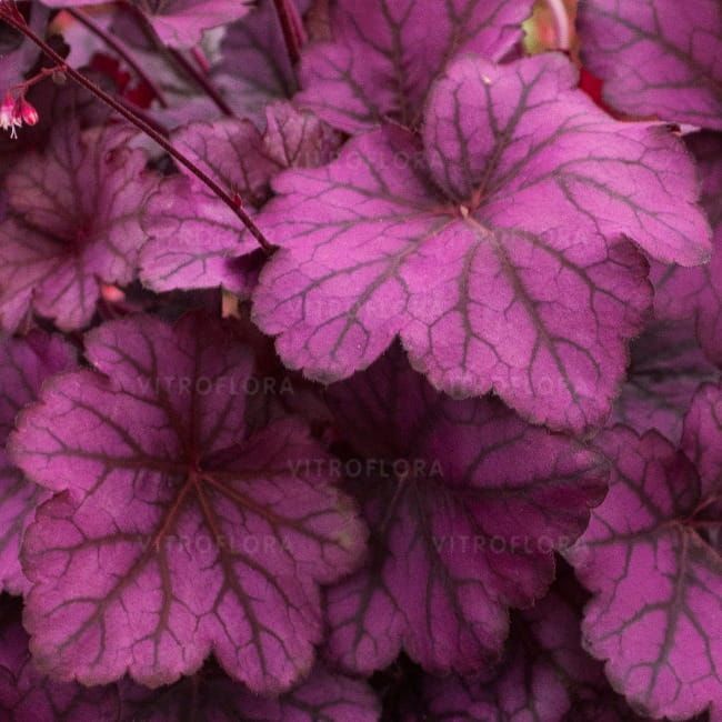 Żurawka 'Wild Rose' Heuchera