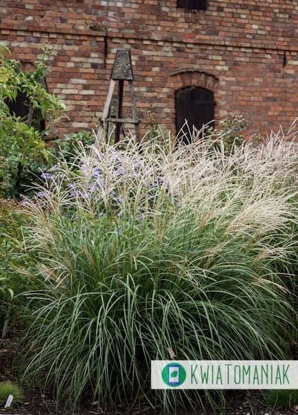 Miskant chiński &#39;Cute One&#39; Miscanthus sinensis