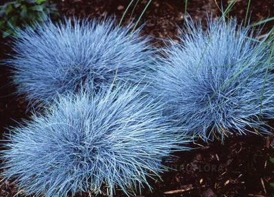 Kostrzewa sina &#39;Elijah Blue&#39; Festuca glauca
