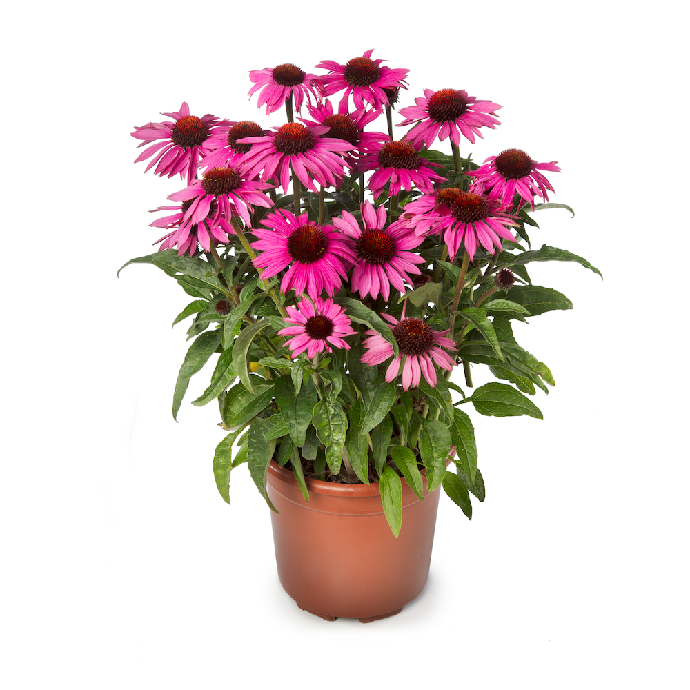 Jeżówka &#39;Prairie Splendor Compact Dark Rose&#39; Echinacea hybrida