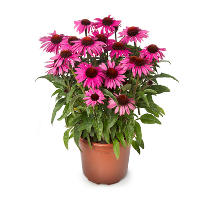 Jeżówka &#39;Prairie Splendor Compact Dark Rose&#39; Echinacea hybrida