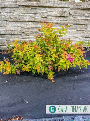 Tawuła japońska &#39;Firelight&#39; Spirea japonica