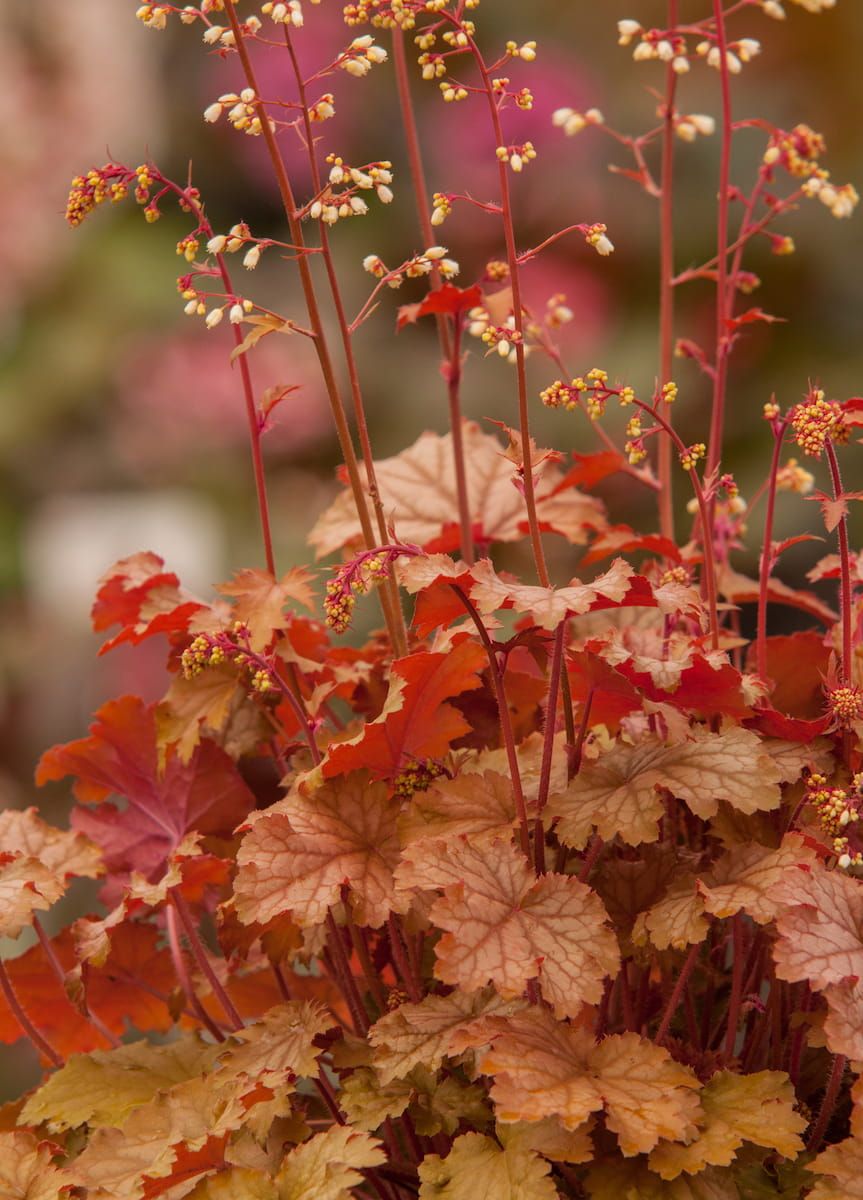 Żurawka 'World Caffé™ Amaretto' Heuchera
