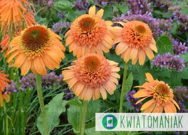 Jeżówka &#39;Supreme™ Cantaloupe&#39; Echinacea hybrida