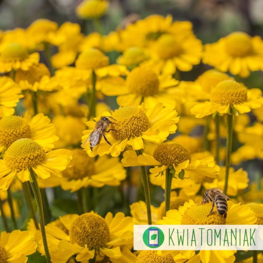 Dzielżan Helenium Mariachi™ Sombrero