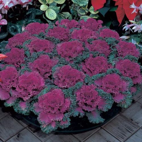 Kapusta ozdobna Fioletowa proste liście Brassica oleracea